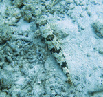 Sand diver top view