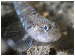 Sand goby face