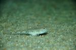 Sand goby on the bottom