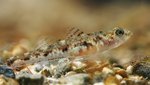 Sand goby side view