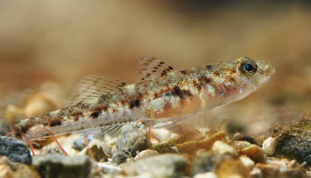 Sand goby side view wallpaper