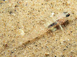 Sand goby top view