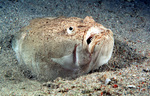 Sand stargazer watching