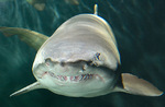 Sand tiger face