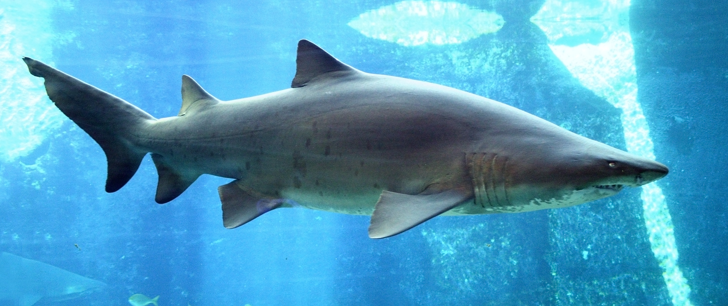 Sand tiger wallpaper