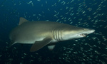 Песчаная тигровая акула вид сбоку