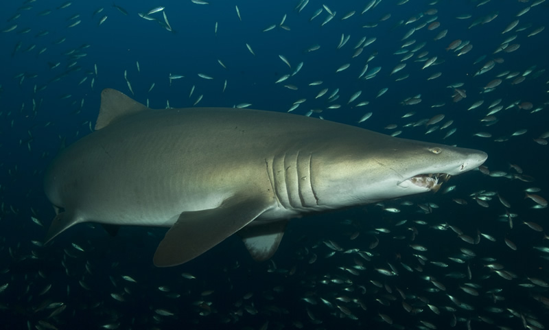 Песчаная тигровая акула вид сбоку фото