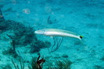 Sand tilefish near the bottom