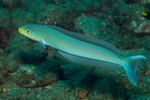 Sand tilefish side view