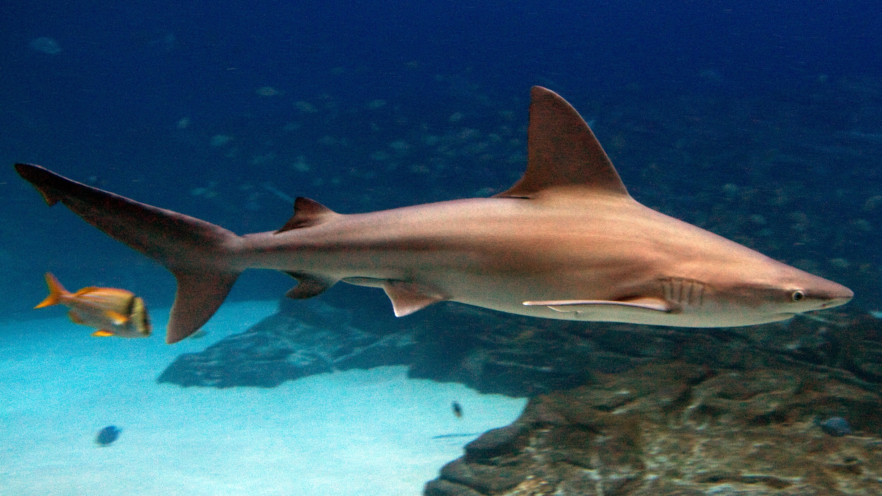 Sandbar shark wallpaper