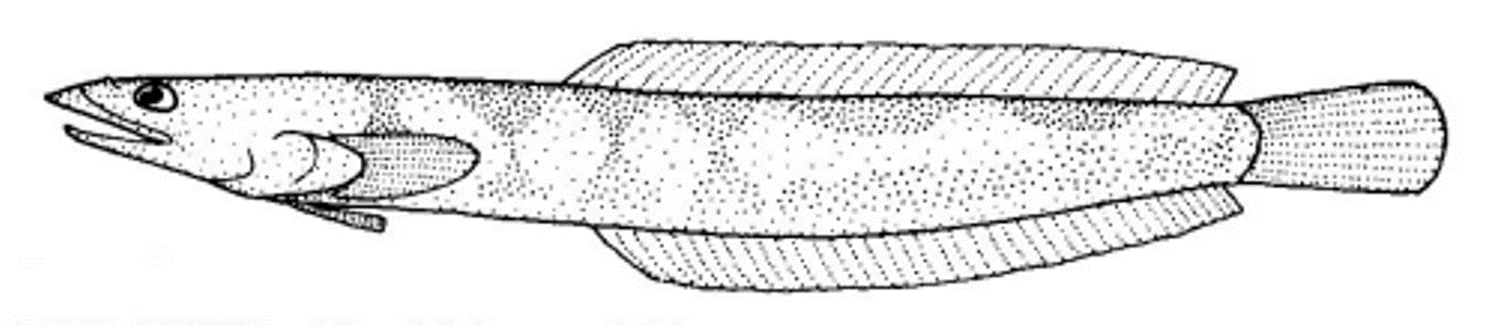 Нарисованная рыба-землерой фото