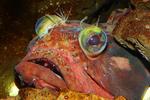 Sarcastic fringehead face