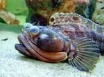 Sarcastic fringehead on the sand