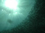 Sardines in the ocean