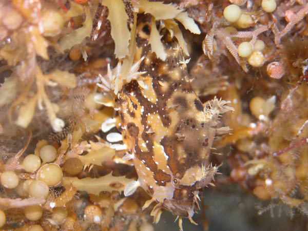 Sargassum fish wallpaper