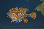 Sargassum fish side view