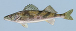 Sauger drawing