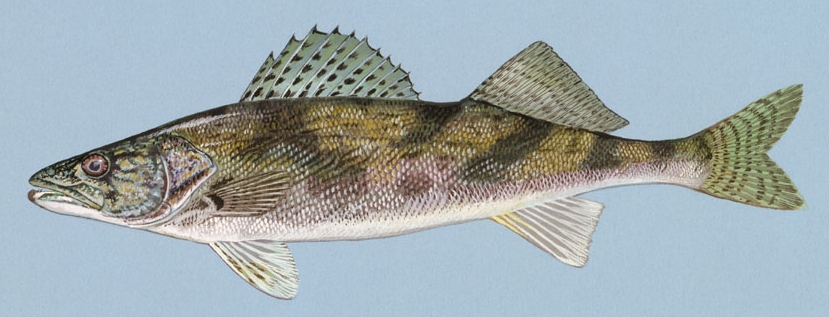 Sauger wallpaper