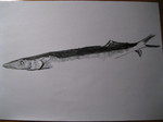 Saury drawing