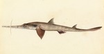 Saw shark drawing