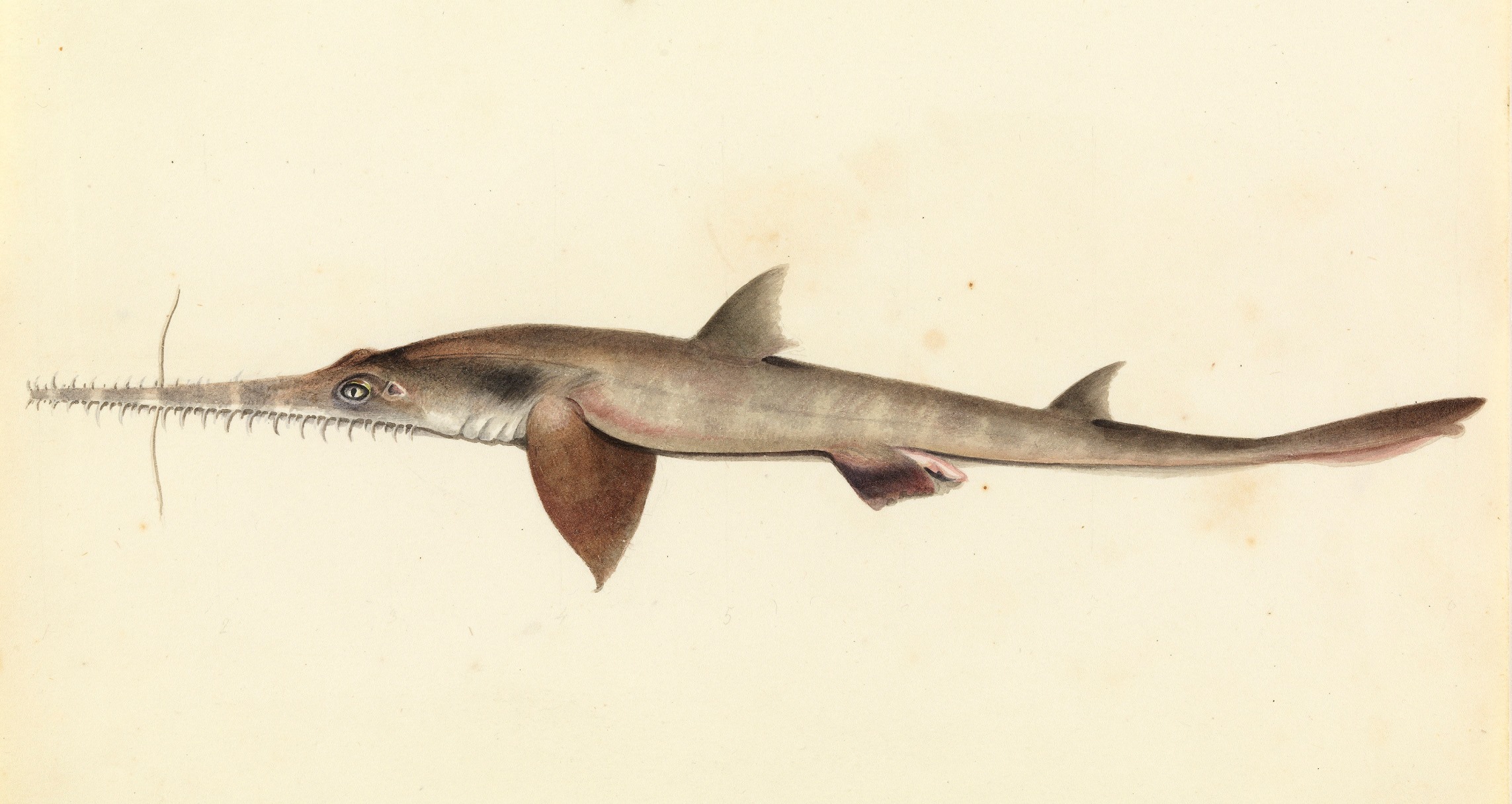 Нарисованная акула-пилонос фото