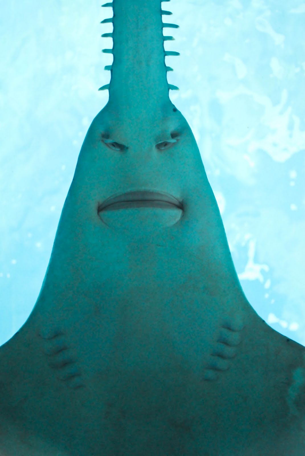 Морда акулы-пилонос фото