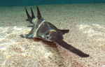 Sawfish looking at you