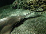 Sawfish near the stone