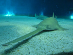 Sawfish on the sand