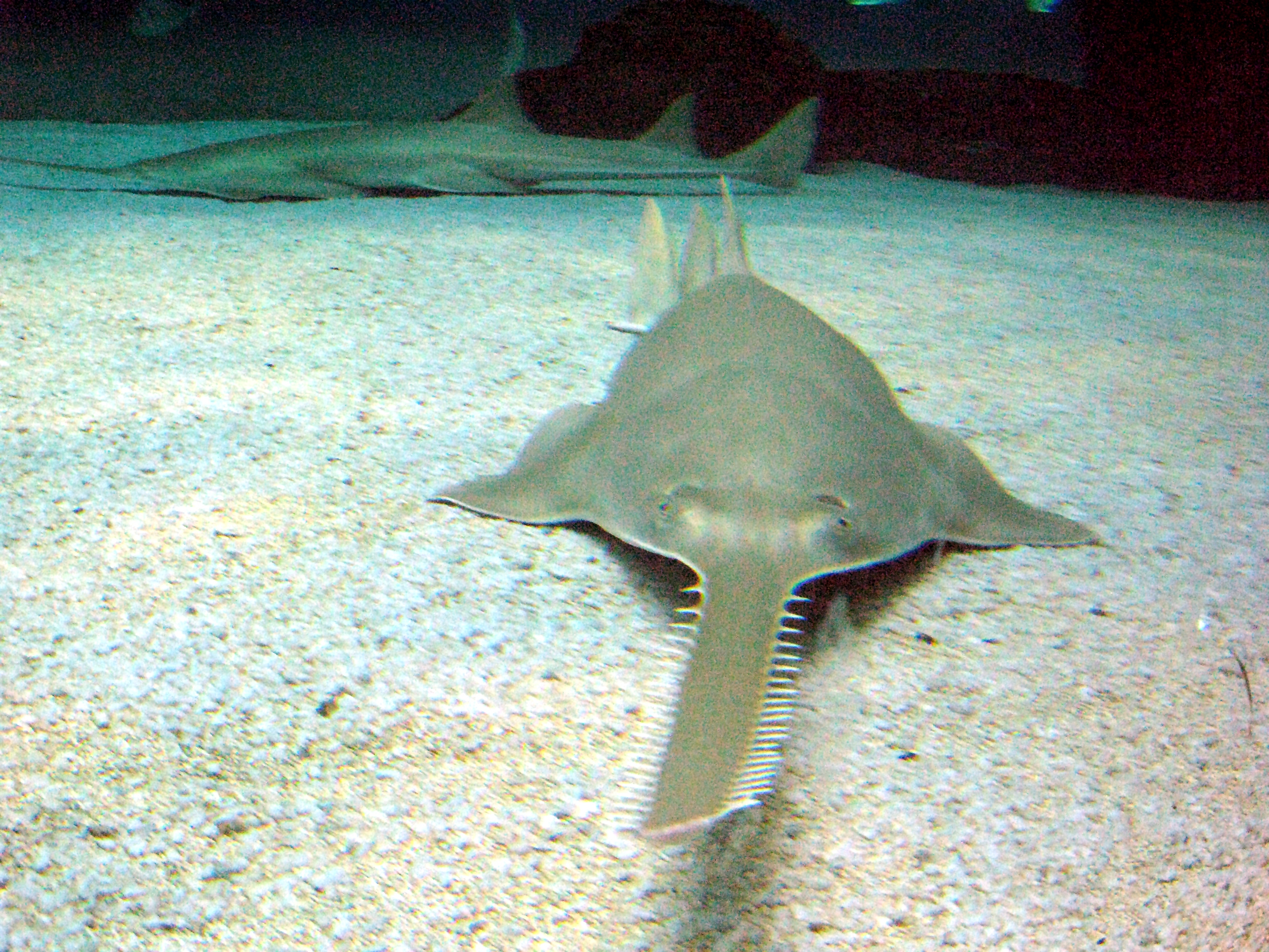 Sawfish wallpaper