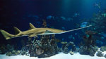 Sawfish side view