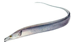 Scabbard fish portrait