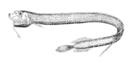 Scaly dragonfish drawing