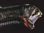 Scaly dragonfish side view