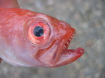Scary face bandfish 