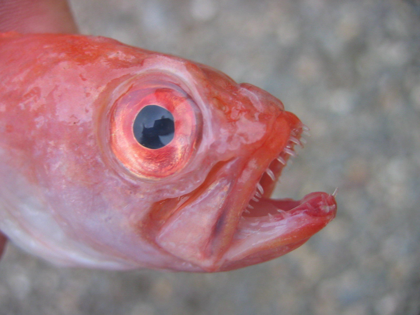 Страшное лицо рыбы фото