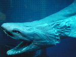 Scary frilled shark