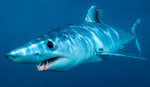 Scary mako shark