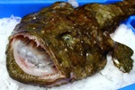 Scary monkfish
