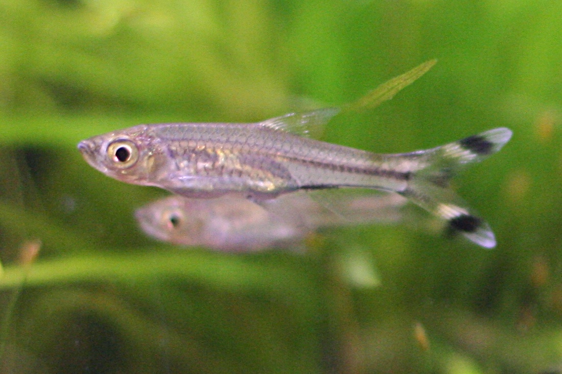 Scissor-tail rasbora wallpaper