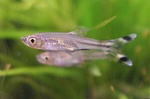 Scissor-tail rasboras