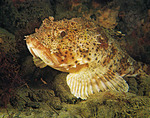 Scorpionfish head