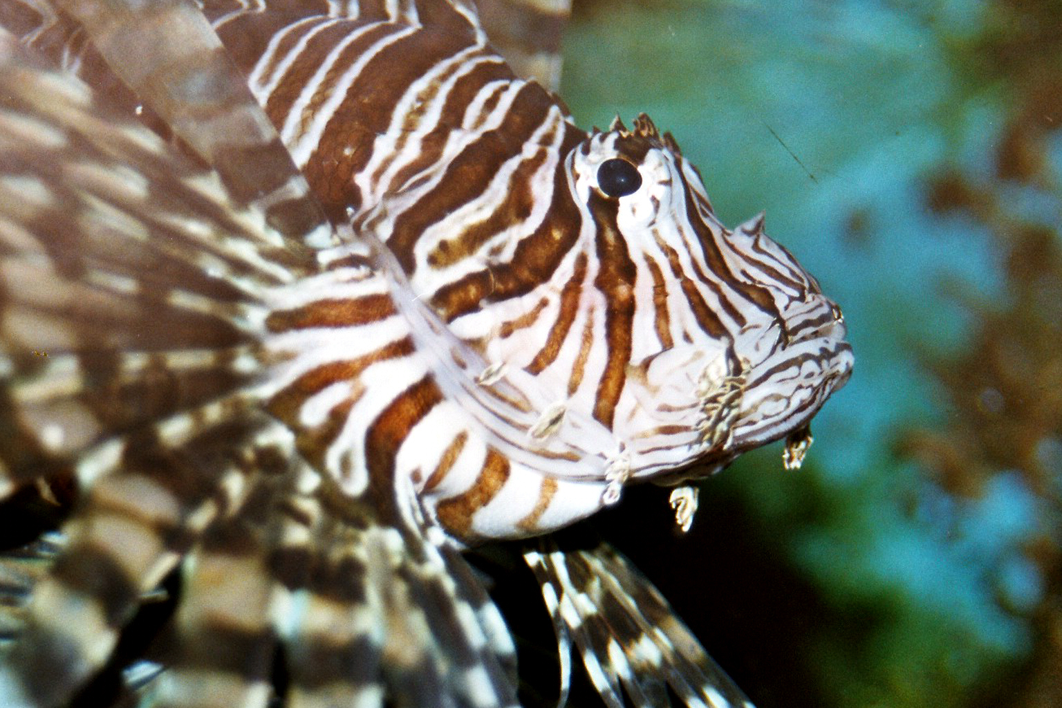 Scorpionfish wallpaper