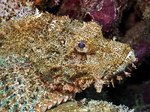 Scorpionfish side view