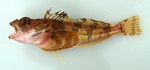 Sculpin fish