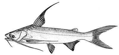 Sea catfish wallpaper