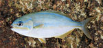 Sea chub fish