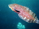 Sea snail swimming