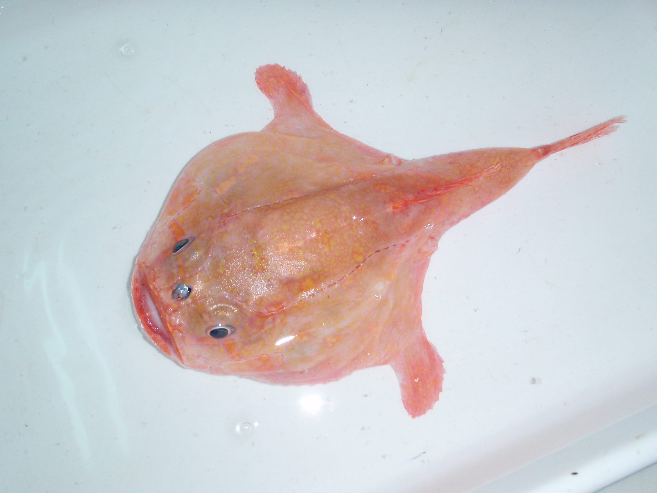 Хаунаксовая рыба вид сверху фото