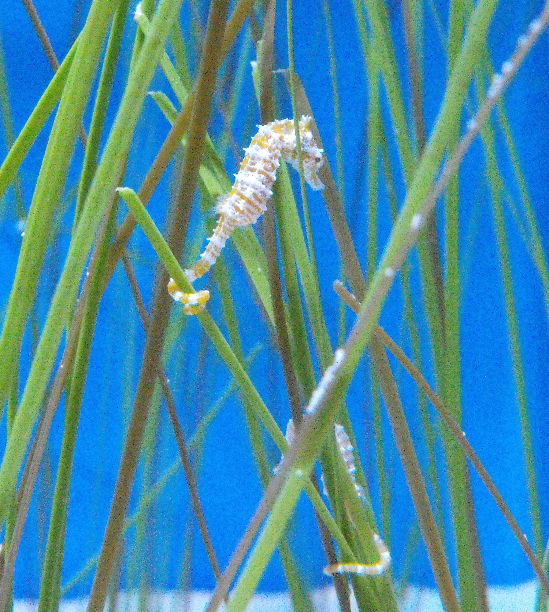 Морской конек среди водорослей фото